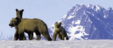 All Inclusive Alaskan Cruises